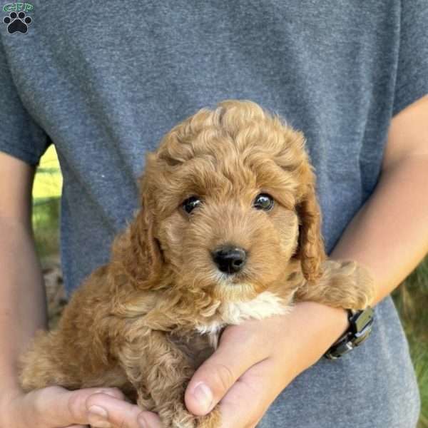 Tori, Mini Goldendoodle Puppy